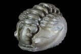 Wide, Enrolled Flexicalymene Trilobite - Ohio #72043-1